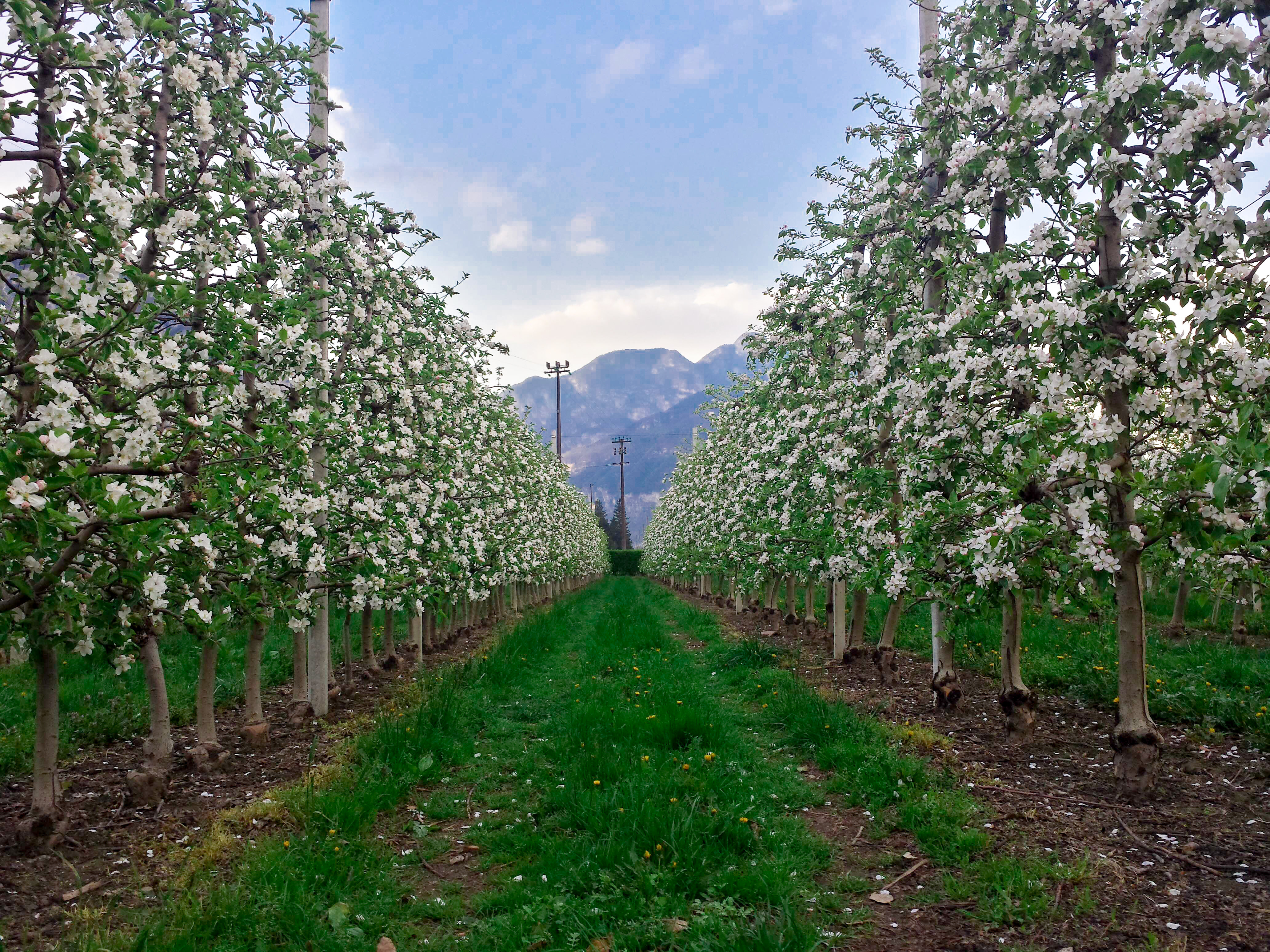 Apple Trees in Tabarelli Vivai Nursury