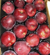 RED DELICIOUS SCARLET® SPUR EVASNI