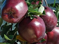 RED DELICIOUS RED VELOX®