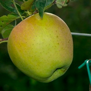 GOLDEN DELICIOUS CL. REINDERS®