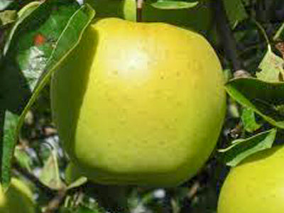 GOLDEN DELICIOUS CL. SMOOTHEE®